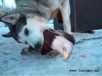 [Image: husky-eating-eagle.jpg?w=490]
